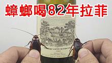 全球第一只喝82年拉菲的蟑螂！一口下去几千块钱没了！