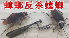 颠覆三观！蟑螂反杀螳螂！这个你们肯定没见过！