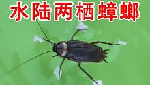 给蟑螂穿上水陆两栖鞋，小强能在水上行走自如吗？