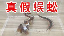 真假蜈蚣大作战！把5只蟑螂串成蜈蚣形状，能打得过真蜈蚣吗？