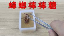 鲜活的蟑螂做的棒棒糖，有人敢吃吗？