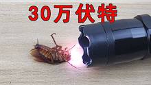 都说蟑螂生命力强，那小强能承受30万伏特电压吗？