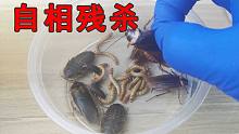 结果让真吃惊！把面包虫和蟑螂放一起自相残杀，谁能存活到最后？