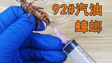 给蟑螂加92#汽油会怎么样？听说汽油是它们祖先变的！