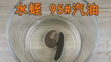 把水蛭丢进95#汽油里会怎么样？却不知水蛭的生命力如此强大！