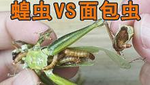 把“蝗虫”扔进一堆“面包虫”里面会怎么样？身体被掏空了！
