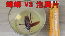 给“蟑螂”吃“泡腾片”会怎么样？片尾有我的新发明！