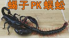 蝎子PK蜈蚣，猜猜谁会赢得这场战斗？