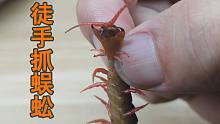 兑现承诺，徒手抓蜈蚣！