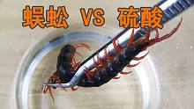把“蜈蚣”丢进“硫酸”里会怎么样？看完你一定会喊“卧槽”！