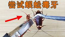 蜈蚣的毒牙到底有多厉害？咬一只蟑螂试试就知道了！