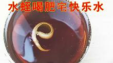 给水蛭喝点可乐会怎么样？探索肥宅快乐水不为人知的功效！