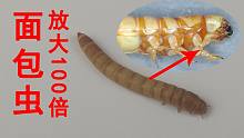 用显微镜把“面包虫”放大100倍后惊呆了，难怪杀伤力这么强！