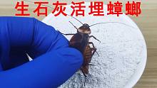 把“蟑螂”埋进“生石灰”里，加水的瞬间把我吓到了！