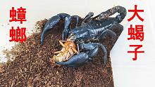 蝎子VS蟑螂，蝎子把小强大卸八块！痛快！