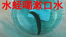 给“水蛭”喝点“漱口水”会怎么样？不知道水蛭有没有牙齿？