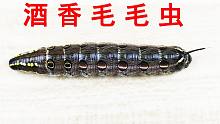 给“毛毛虫”喝点高度白酒会怎么样？揭秘酒香大青虫的制作方法！