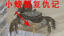 小螃蟹复仇记，猛吃面包虫，一洗前耻！