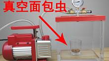 把“面包虫”丢进“真空箱”里会怎么样？听说面包虫会炸碎？
