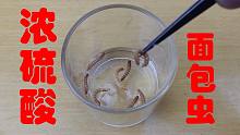 把“面包虫”丢进“浓硫酸”里会怎么样？除了震惊还有感叹！