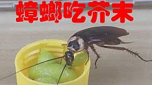 给“蟑螂”吃点“芥末”会怎么样？万万没想到是这个结果！