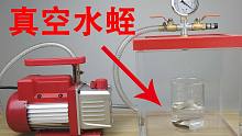 把“水蛭”丢进“真空箱”里会怎么样？“蚂蝗”连真空都不怕？
