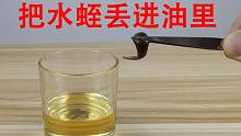 把“水蛭”丢进“花生油”里会怎么样？“蚂蝗”能坚持到最后吗？