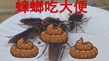 “蟑螂”会吃自己的“大便”吗？这个实验太邪恶了！