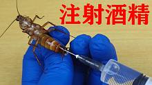 把“酒精”注射进蟑螂体内，猜猜小强能坚持多久？