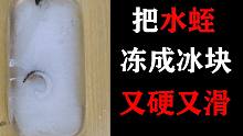 把水蛭冻成冰块，破冰而出的水蛭又硬又滑，连锤子都砸不动！