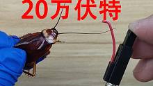 20万伏特能电死“小强”吗？用打火机的点火器电“蟑螂”！