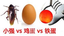用1000度铁球烤鸡蛋！然后喂给蟑螂吃！前方高能！