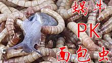 把10只蜗牛丢进1000条面包虫里！24小时后身体被掏空！