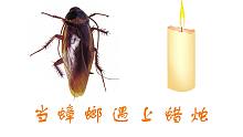 蟑螂vs蜡烛，当小强遇上蜡烛，会变成蜡像吗？