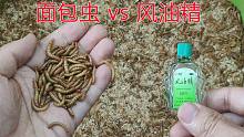 给面包虫喝点风油精会怎么样？重口味慎入！