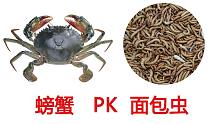 螃蟹 PK 1000条面包虫，重口！这才是真正的身体被掏空！