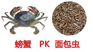 螃蟹 PK 1000条面包虫，重口！这才是真正的身体被掏空！