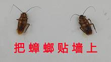 把蟑螂挂在墙上，不吃不喝的小强到底能活多久？