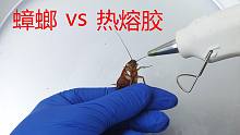 蟑螂vs热熔胶，用热熔胶把小强裹住，琥珀标本！
