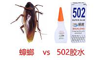 蟑螂vs502胶水，给蟑螂喝点502胶水会怎么样？