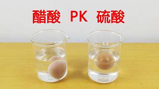 硫酸vs醋酸，把鸡蛋分别放进两种酸中，结果却极其不科学！