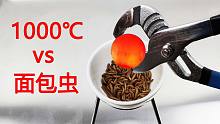 用1000度的铁球烤面包虫！高蛋白的诱惑，超级补铁！真香！