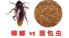 把蟑螂扔进一堆面包虫当中，到底是谁吃了谁？重口味慎入！