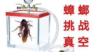 惊奇！蟑螂真的能在真空中存活24小时吗？结果出乎你的意料！