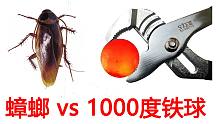 用1000度的铁球烤蟑螂！真香！高温消毒放心吃！重口味慎入！