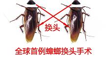 重口味！慎入！全球首例蟑螂换头手术，强悍的小强能存活多久？
