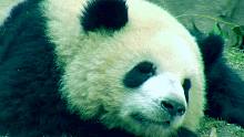 当熊猫可以有多慵懒？