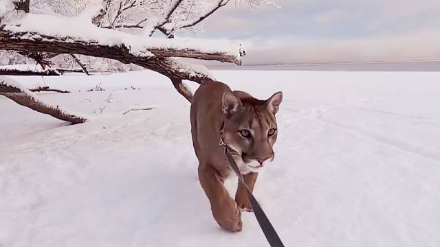 美洲狮梅西:我来到了童话世界