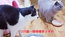给家里12只猫喂羊奶，敞开了喝，一顿得喂多少奶，看完你能相信吗