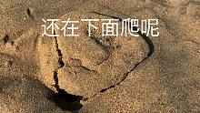 大海退潮后，小丁在沙滩赶海找到大鼓包，还有沙子颜色的踏板鱼
